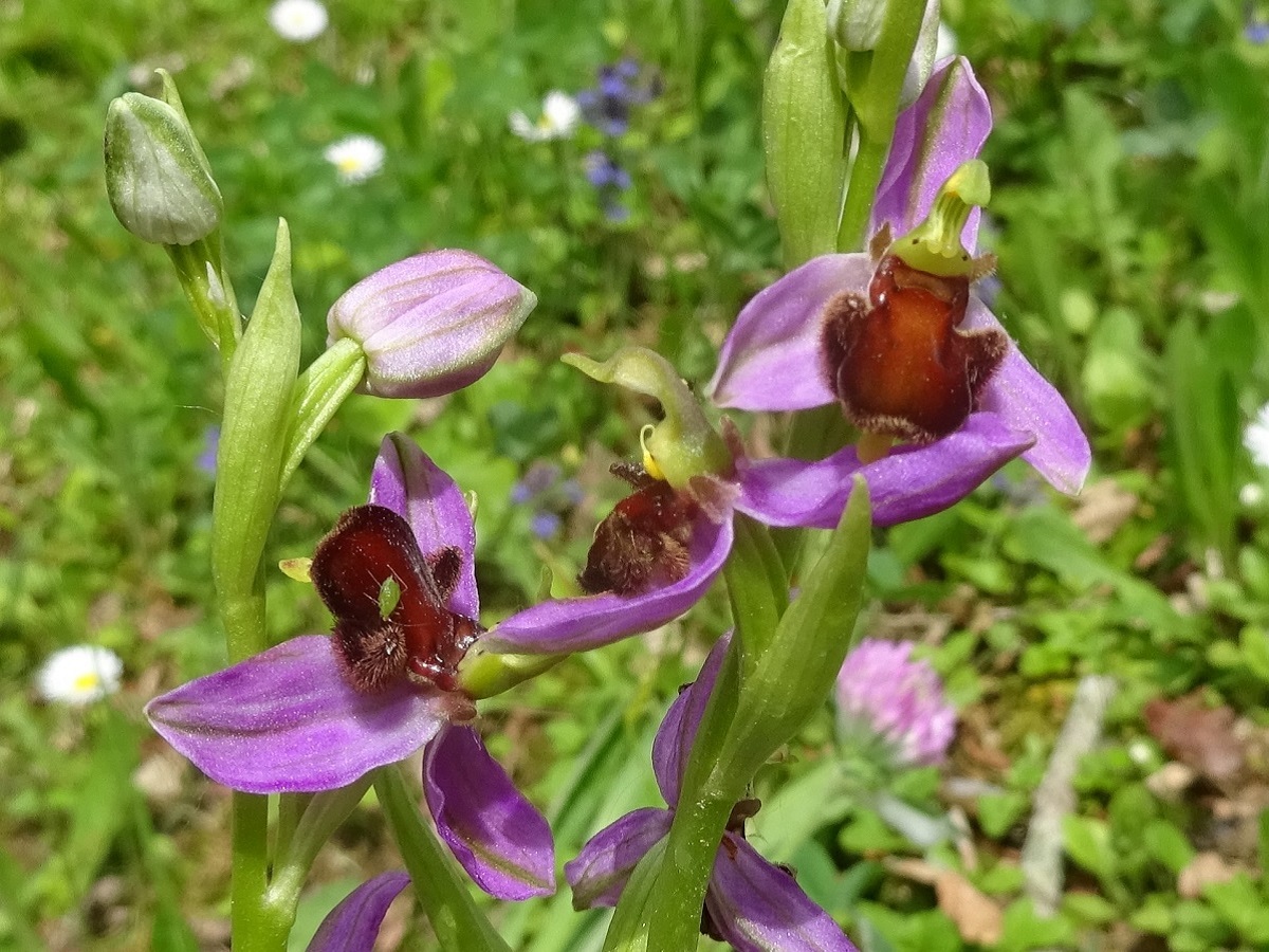 Ophrys apifera f. almaracensis (Orchidaceae)